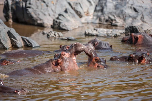 Hippopotamuses Serengeti National Park Tanzania — Photo
