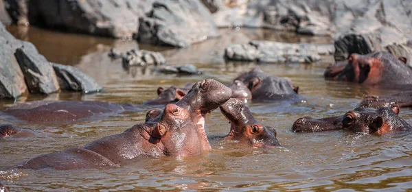 Hippopotames Dans Parc National Serengeti Tanzanie — Photo