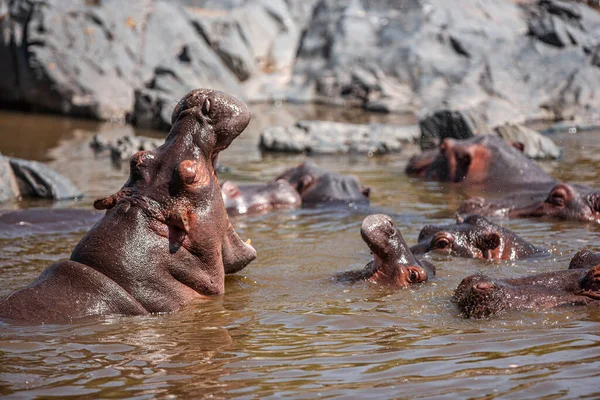 Hippopotamuses Serengeti National Park Tanzania — Stock fotografie