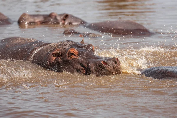 Flodhästar Serengetis Nationalpark Tanzania — Stockfoto