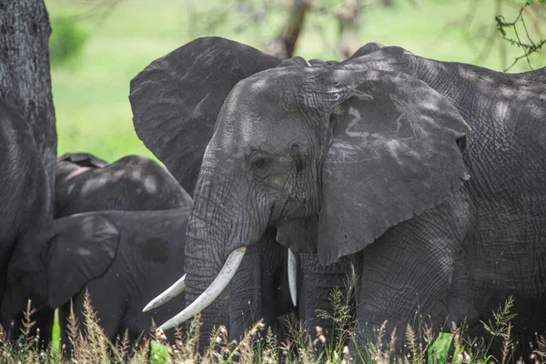 Αφρικανικοί Ελέφαντες Στο Εθνικό Πάρκο Serengeti Τανζανία — Φωτογραφία Αρχείου