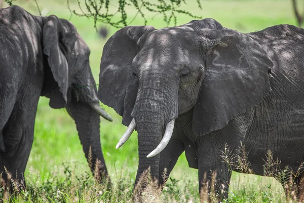 Αφρικανικοί Ελέφαντες Στο Εθνικό Πάρκο Serengeti Τανζανία — Φωτογραφία Αρχείου