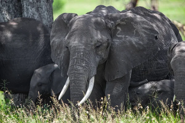 Elefantes Africanos Parque Nacional Del Serengeti Tanzania — Foto de Stock