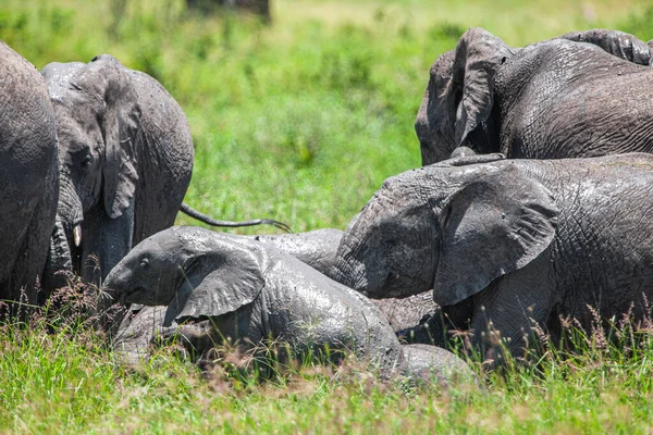 坦桑尼亚塞伦盖蒂国家公园的非洲象 — 图库照片
