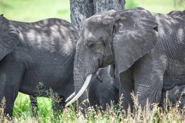Afrikannorsut Serengetin Kansallispuistossa Tansaniassa — kuvapankkivalokuva