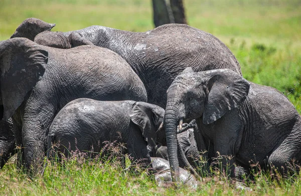 African Elephants Serengeti National Park Tanzania — Stock Photo, Image