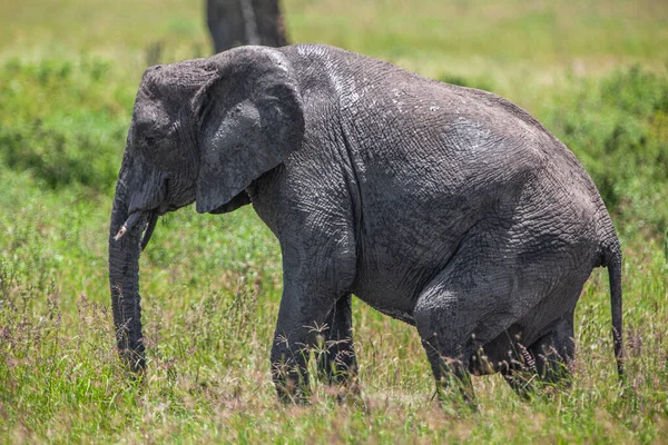 African Elephant Serengeti National Park Tanzania — Stock Photo, Image