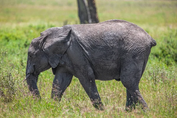 African Elephant Serengeti National Park Tanzania — Stock Photo, Image