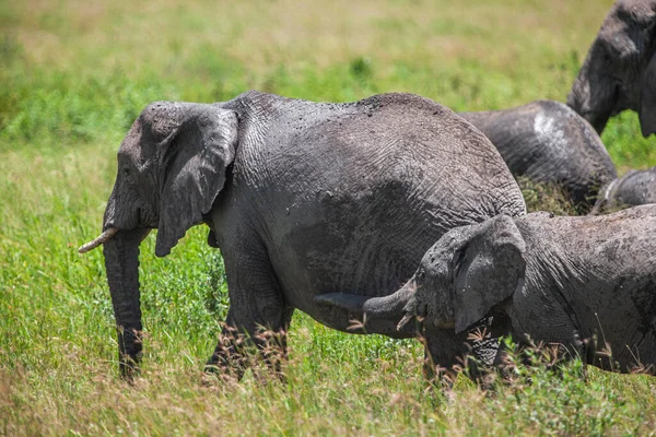 Afrikanske Elefanter Serengeti Nasjonalpark Tanzania – stockfoto
