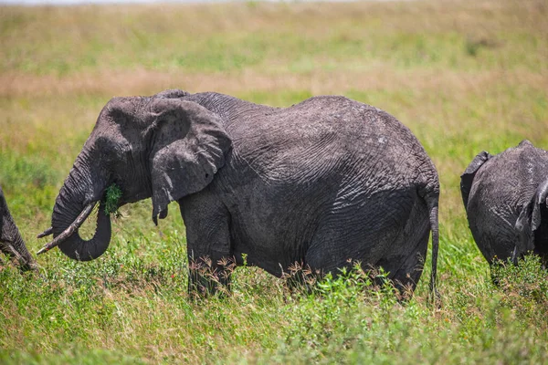 Afrikansk Elefant Serengeti Nasjonalpark Tanzania – stockfoto