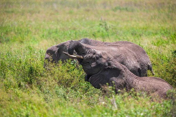 Африканские Слоны Национальном Парке Серенгети Танзания — стоковое фото