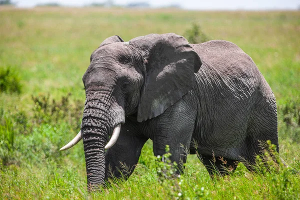 Słoń Afrykański Parku Narodowym Serengeti Tanzania — Zdjęcie stockowe