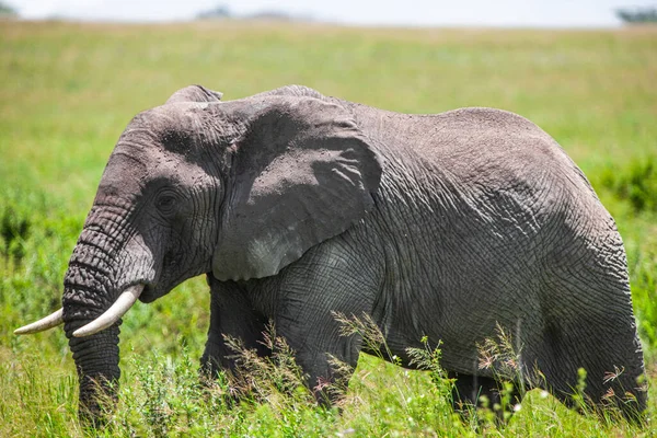 Elefante Africano Parque Nacional Serengeti Tanzânia — Fotografia de Stock