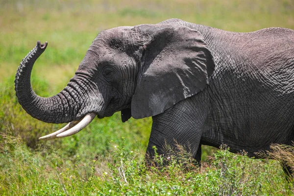 Elefante Africano Parque Nacional Del Serengeti Tanzania —  Fotos de Stock