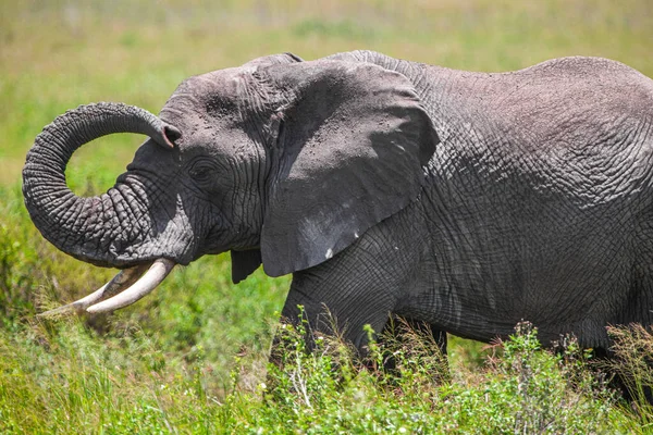 Afrikansk Elefant Serengetis Nationalpark Tanzania — Stockfoto