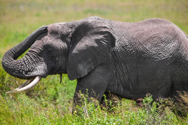 Elefante Africano Parque Nacional Serengeti Tanzânia — Fotografia de Stock