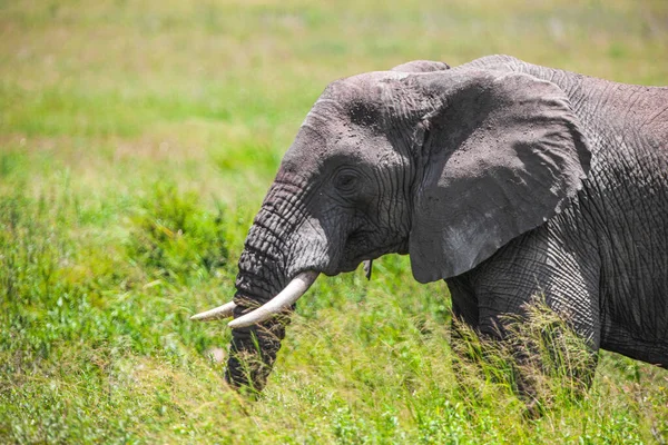 Африканский Слон Национальном Парке Серенгети Танзания — стоковое фото