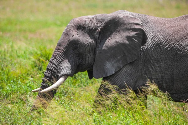 Elefante Africano Parque Nacional Del Serengeti Tanzania —  Fotos de Stock