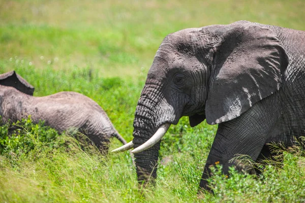 Éléphants Afrique Dans Parc National Serengeti Tanzanie — Photo