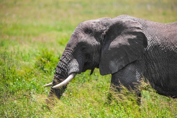 Afrikkalainen Norsu Serengetin Kansallispuistossa Tansaniassa — kuvapankkivalokuva