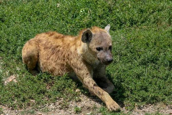 Täplikäs Hyena Serengetin Kansallispuistossa Tansaniassa Afrikassa — kuvapankkivalokuva