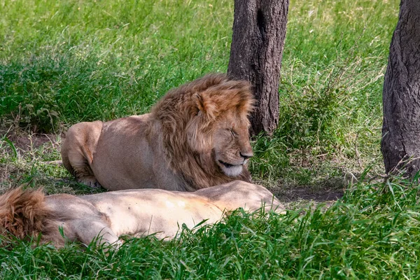 Leoni Nel Parco Nazionale Del Serengeti Tanzania — Foto Stock