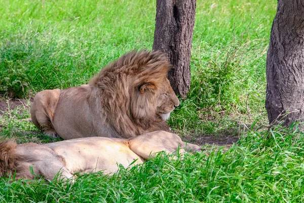 Lwy Parku Narodowym Serengeti Tanzania — Zdjęcie stockowe