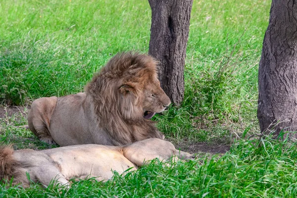 Leijonia Serengetin Kansallispuistossa Tansaniassa — kuvapankkivalokuva