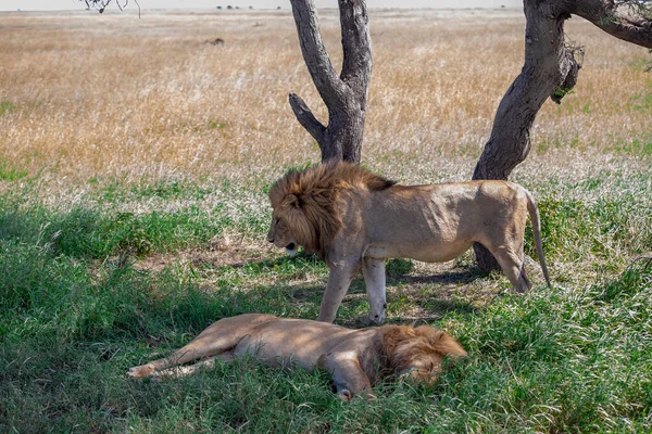Leones Parque Nacional Del Serengeti Tanzania — Foto de Stock