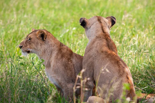 Serengeti Ulusal Parkı Tanzanya Dişi Aslanlar — Stok fotoğraf