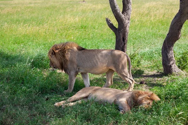 Leones Parque Nacional Del Serengeti Tanzania — Foto de Stock