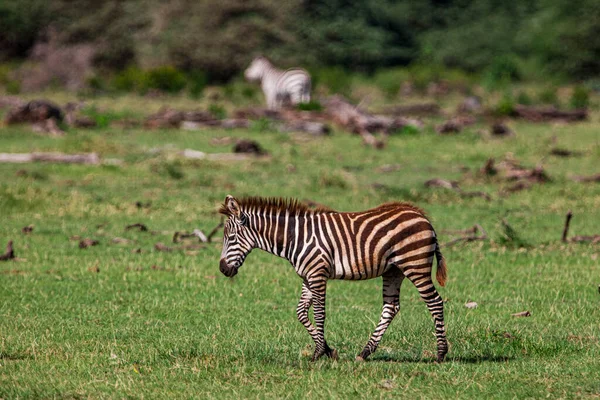 Zebras ในอ ทยานแห งชาต ทะเลสาบ Manyara แทนซาเน — ภาพถ่ายสต็อก