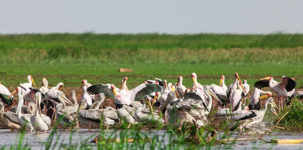 Bílí Pelikáni Národním Parku Lake Manyara Tanzanie — Stock fotografie