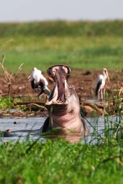 Hippopotamus Lake Manyara Nasjonalpark Tanzania – stockfoto