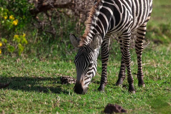 Zebra Nel Parco Nazionale Del Lago Manyara Tanzania — Foto Stock