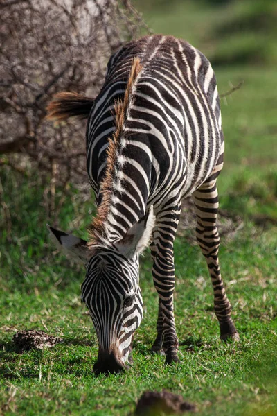Zebra ในอ ทยานแห งชาต ทะเลสาบ Manyara แทนซาเน — ภาพถ่ายสต็อก