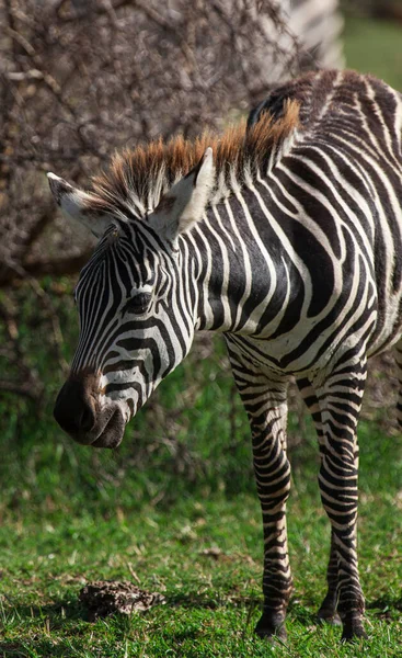 Zebra Lake Manyara National Park Tanzania — ストック写真