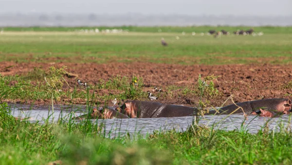 Nijlpaarden Die Zwemmen Rivierwater — Stockfoto