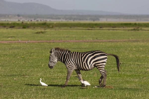 Zebra Lake Manyara National Park Τανζανία — Φωτογραφία Αρχείου