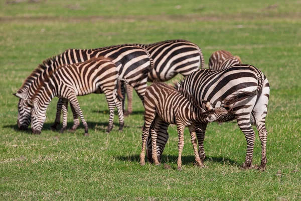 Zebre Parcul Național Lacul Manyara Tanzania — Fotografie, imagine de stoc