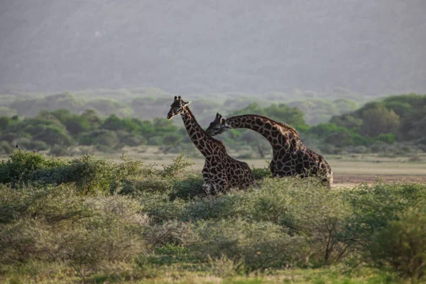 Žirafy Národním Parku Lake Manyara Tanzanie — Stock fotografie