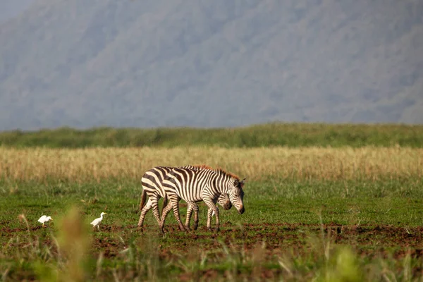 Seeprat Manyara Järven Kansallispuistossa Tansaniassa — kuvapankkivalokuva