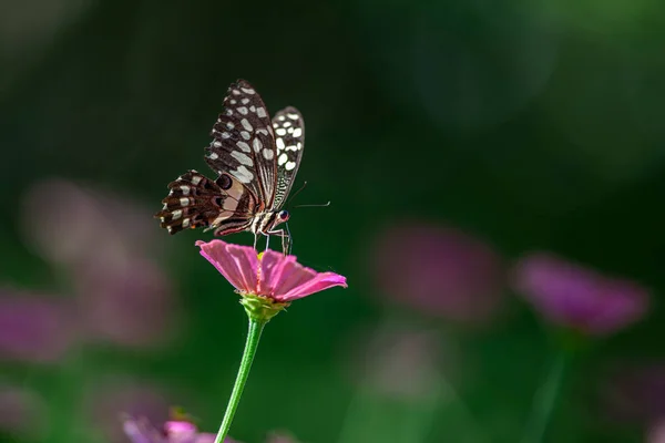 Beautiful Butterfly Resting Flower Lake Manyara National Park Tanzania — Stock Photo, Image