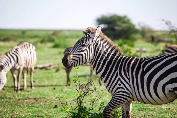 Zebra Parku Narodowym Jezioro Manyara Tanzania — Zdjęcie stockowe