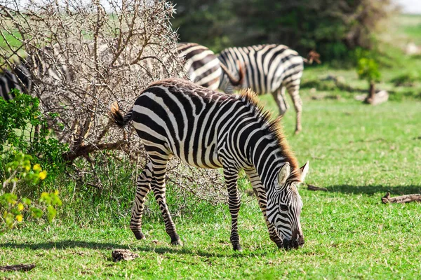 Zebras ในอ ทยานแห งชาต ทะเลสาบ Manyara แทนซาเน — ภาพถ่ายสต็อก