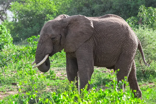 Grande Elefante Grama Verde — Fotografia de Stock