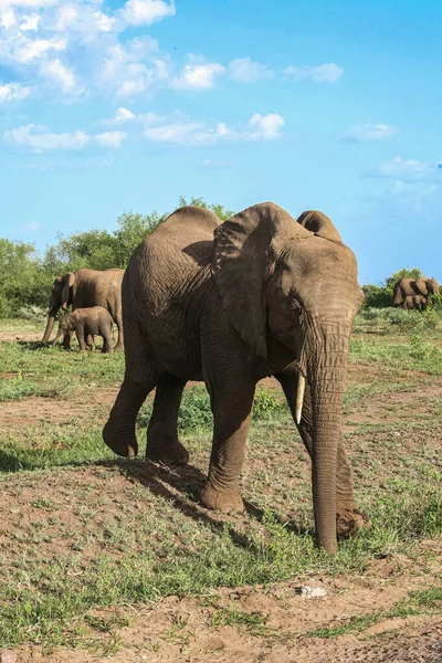 Африканский Слон Озере Маньяра — стоковое фото