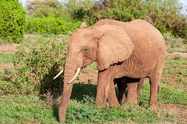 Éléphant Afrique Dans Parc National Lac Manyara Tanzanie — Photo