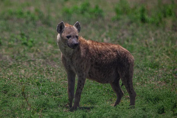 Gefleckte Hyäne Den Ebenen Des Serengeti Nationalparks Tansania Afrika — Stockfoto
