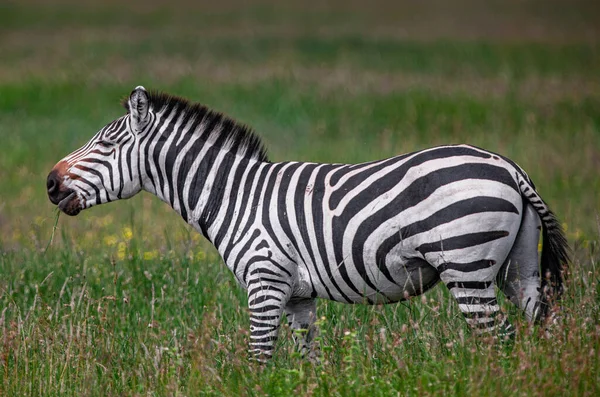 Zebra Serengeti Nasjonalpark Tanzania – stockfoto